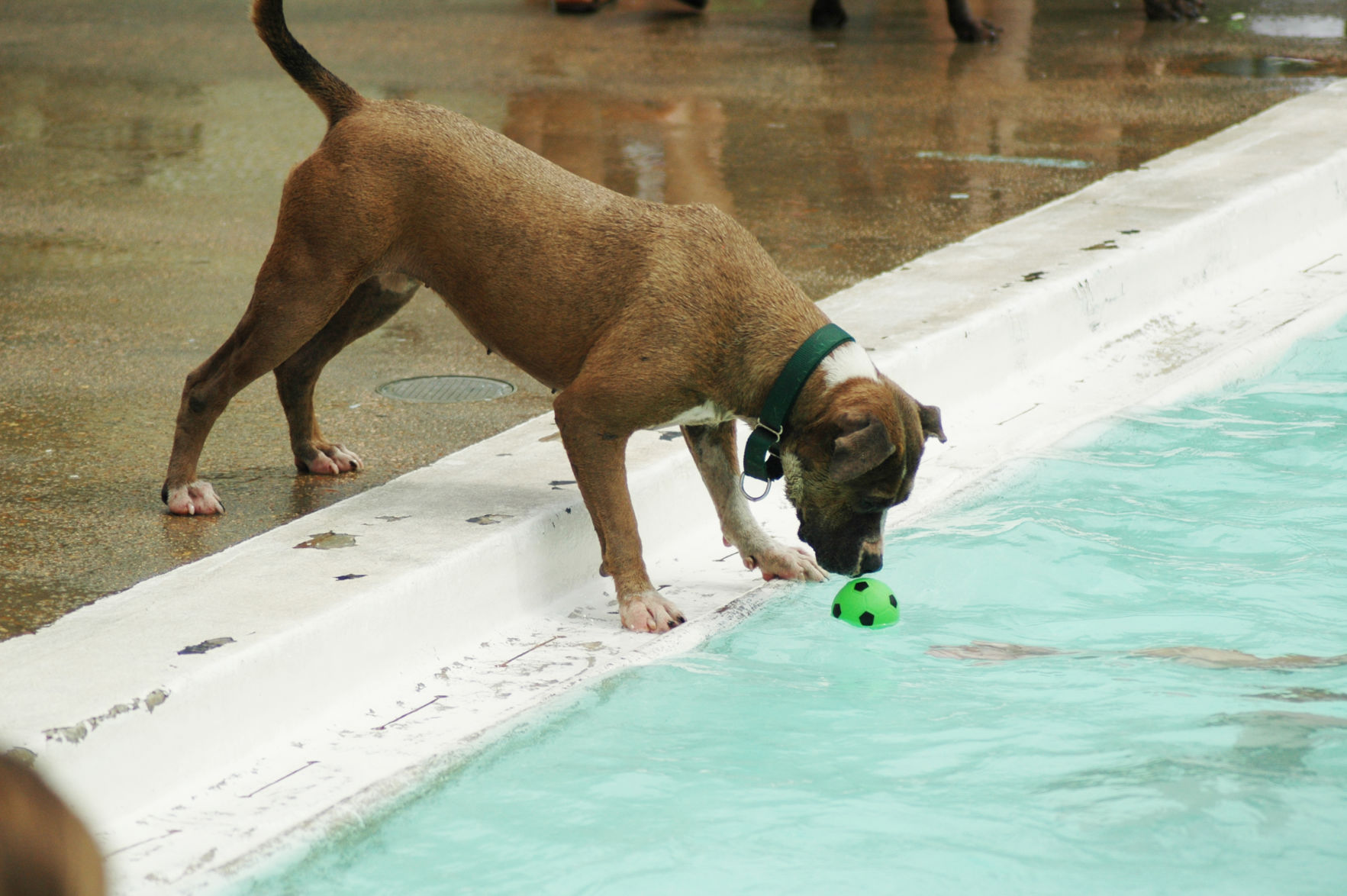 DOG 4.jpg